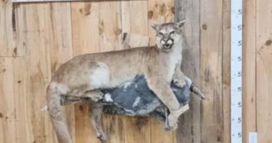 Mountain Lion Taxidermy For Sale