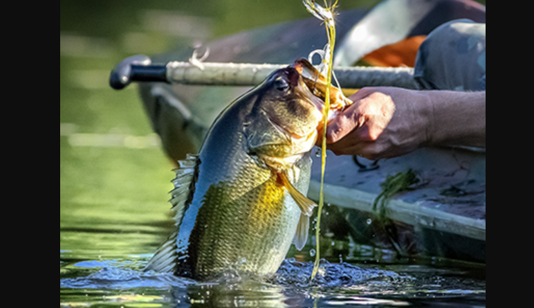 Fishing