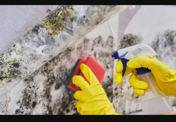 Mold removal