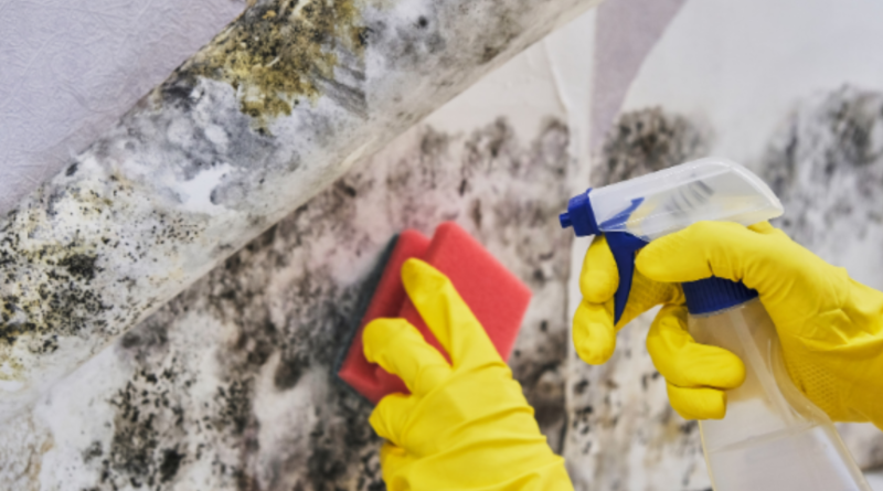 Mold removal