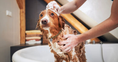 Dog Grooming