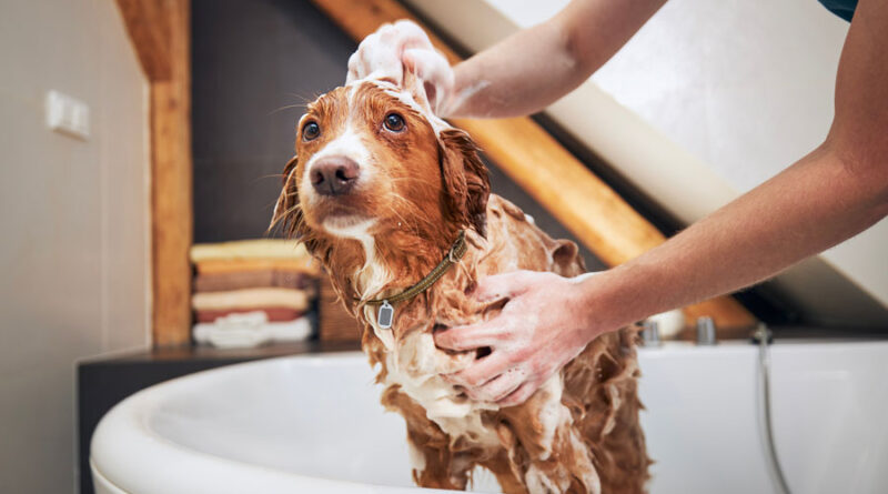 Dog Grooming