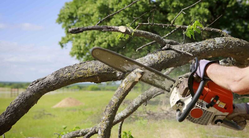 Tree Service